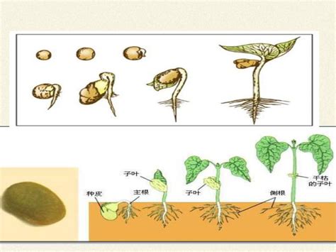 12探究种子萌发的环境条件