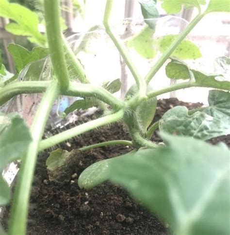 阳台种西瓜，买棵5棵西瓜苗，种在花盆里，照样结出大西瓜
