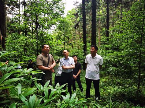 中国林业集团到赣州考察林业资源开发项目 _www.isenlin.cn