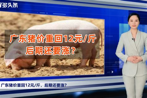 2019年猪价行情预测 明年养猪行情怎么样？猪价专家逐月分析-国内新闻