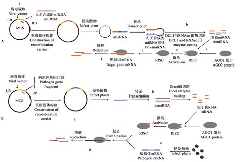 RNAi的原理和载体构建 - 赛思基因——硬核科技，突破“基”限 - 遗传转化一站式解决方案