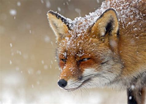 北冰洋狐狸VulpesLacopus幼崽附近靠冰高清图片下载-正版图片506139193-摄图网