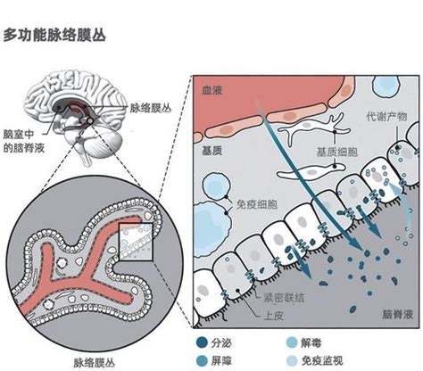 脑脊液细胞学的诊断方法及要点-上海卢湘仪离心机仪器有限公司