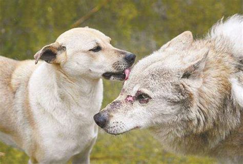 捷克狼犬，一种眼睛带着柔情的犬_繁育_训练_捷克斯洛伐克
