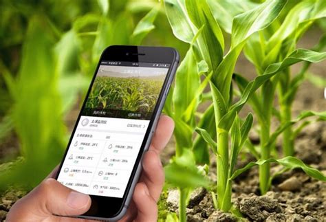 将智慧农业带到田间地头 青岛打造智慧农业大数据平台凤凰网青岛_凤凰网