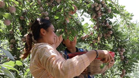 林果产业让库车市齐满镇村民就业增收 -天山网 - 新疆新闻门户
