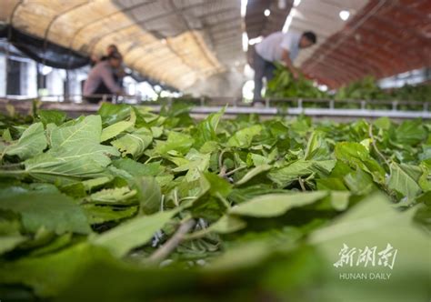 广西蒙山：种桑养蚕织布 助农增收致富-人民图片网