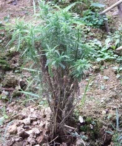 野生一枝蒿图片