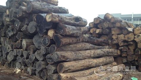 沉贵宝木材的介绍-中国木业网