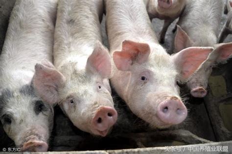 猪价波动频繁！国家发改委最新预警，准备卖猪的养殖户注意了！ - 猪好多网