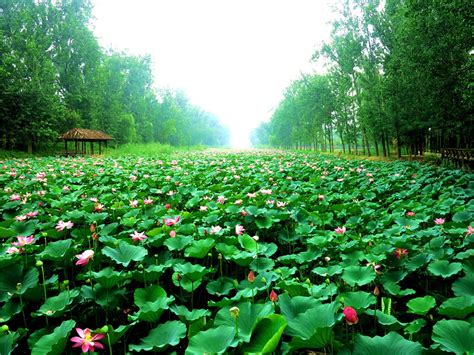 2021大莲湖湿地-旅游攻略-门票-地址-问答-游记点评，上海旅游旅游景点推荐-去哪儿攻略