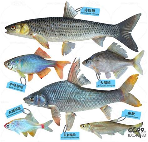 常见淡水鱼类名称及图片大全 - 百科 - 酷钓鱼