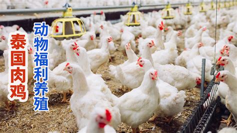 中国智能化养鸡技术，机器人养鸡，流水线产蛋！_腾讯视频