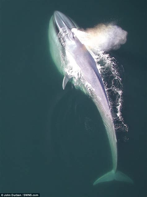 你知道蓝鲸一次要吃掉多少只虾吗，达到这个级数|蓝鲸|哺乳动物|磷虾_新浪新闻