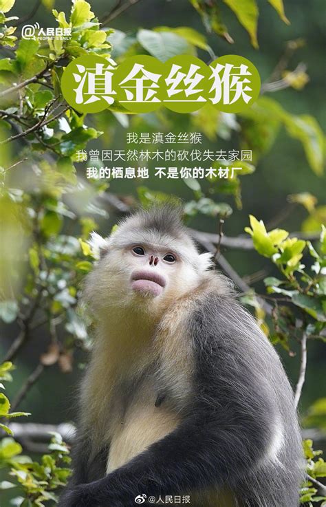 国际珍稀动物保护日：不要等到珍稀才去珍惜 - 国内 - 潍坊新闻网