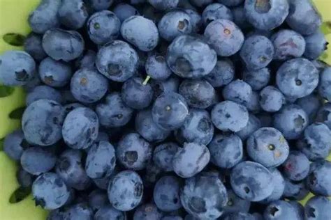 长沙最大蓝莓基地开摘！千亩荒山变“金山”，蓝莓产业年收入超千万元-望城区-长沙晚报网