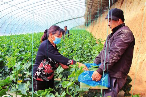 五台县现代农业产业示范区产销两旺-忻州在线 忻州新闻 忻州日报网 忻州新闻网