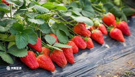 草莓用英语怎么读 草莓用英语怎么读写 - 天奇生活