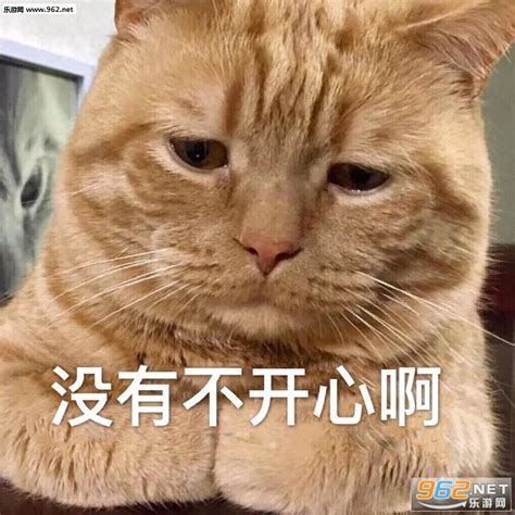 憨憨猫表情包合集