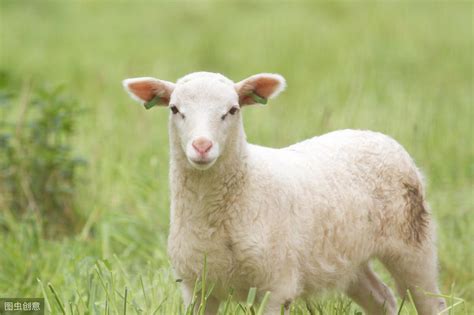 国内外羊品种大全汇总，看咱养羊人都了解那些 - 品种介绍 中国牛羊养殖网