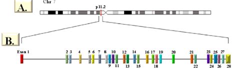 A. Locus of EGFR gene on 7p11 .2 . B. Diagram of the EGFR gene composed ...
