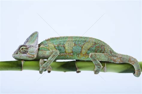 变色龙属于最著名的蜥蜴科之一高清图片下载-正版图片503348610-摄图网
