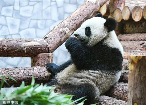 莫斯科动物园为“如意”和“丁丁”庆生-新闻中心-温州网
