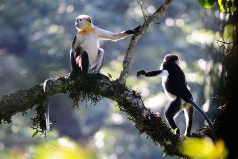陕西长青自然保护区——秦岭金丝猴 - 中国自然保护区生物标本资源共享平台