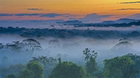 上弗洛雷斯塔附近晨雾中亚马逊雨林，巴西马托格罗索 (© Pulsar Imagens/Alamy)
