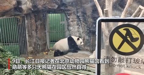 北京动物园：丫丫回国将实现吃喝自由，还有同伴一起玩_北晚在线