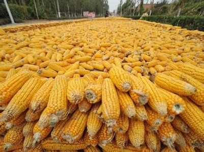 新玉米上市了，干玉米和湿玉米价格已出，看看新报价是多少？-市场动态-行业资讯-面粉信息网