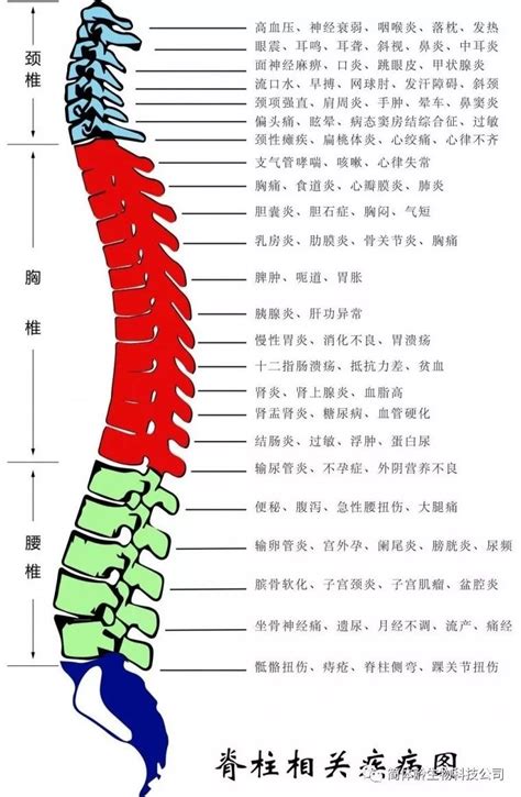 脊椎每一节对应的器官,脊柱支配分布图,脊椎对应的五六腑图(第7页)_大山谷图库