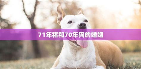 71年猪和70年狗的婚姻(十二生肖的奇妙组合)