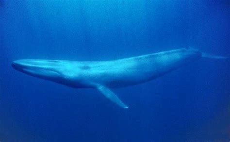 鲸鱼如何哺育幼鲸？在海水中喷射式喂奶才是水生哺乳动物的绝招
