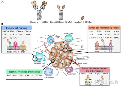抗体人源化-原理/流程-重组抗体专题-德泰生物