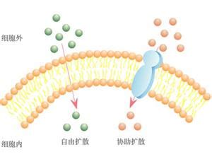 【生物大师高中】被动运输——通道蛋白与诺贝尔奖_细胞膜