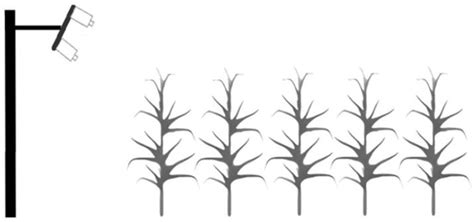 玉米农作物生长过程设计图__广告设计_广告设计_设计图库_昵图网nipic.com