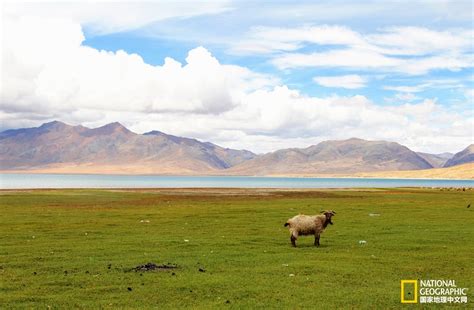 西藏阿里偶遇“一字型”队列藏野驴_中国网