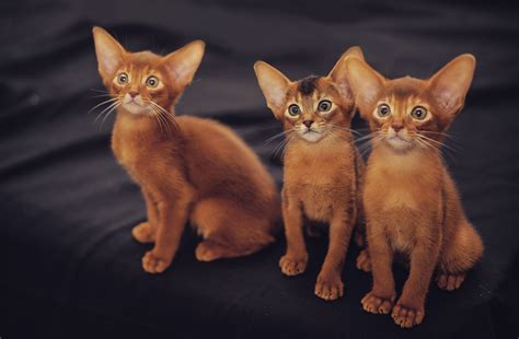 阿比西尼亚猫|摄影|宠物摄影|AMYWORKS赛猫摄影 - 原创作品 - 站酷 (ZCOOL)
