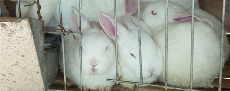 肉兔散养技术及肉兔短期增肥技巧 - 养殖技术 - 帮农网