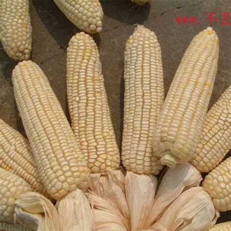 玉米白八趟老品种,玉米品种_大山谷图库