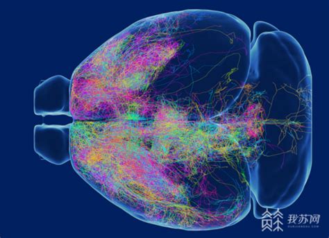 江苏产研院脑空间所参与建立迄今最大的小鼠介观脑图谱数据库