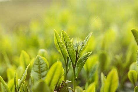 绿色茶图片