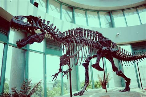 恐龙时代为什么没有巨大哺乳动物？_凤凰网