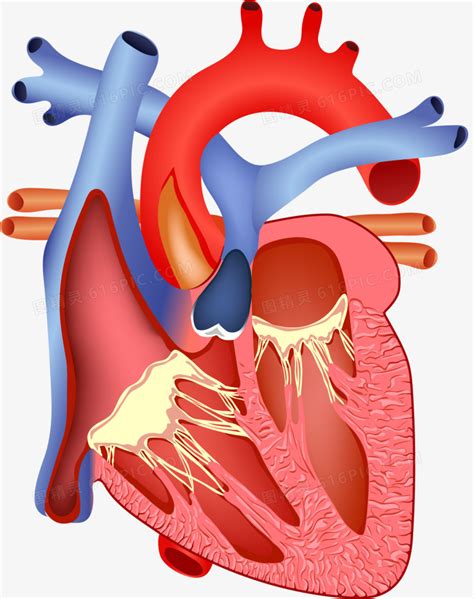 人体心脏模型示意图-人体解剖图,_医学图库