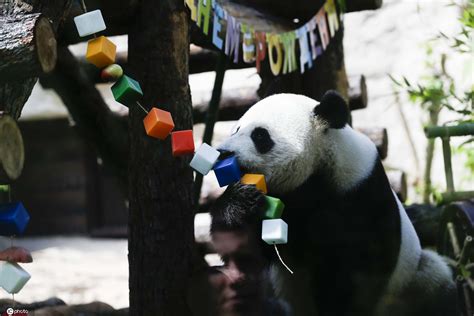 跟海康威视一起 观赏大熊猫“丁丁”“如意”在莫斯科的萌宝生活__凤凰网