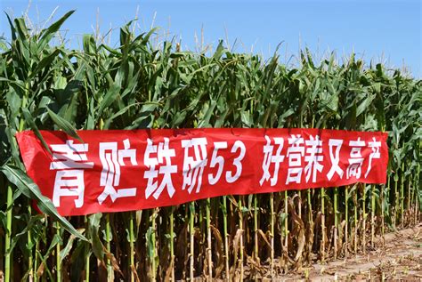 禾佳源高产玉米品种“铁研53”进军青海、宁夏、河北