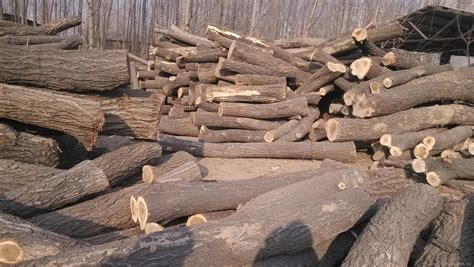榉木皮和橡木皮有哪些区别？-湖州连强木业有限公司