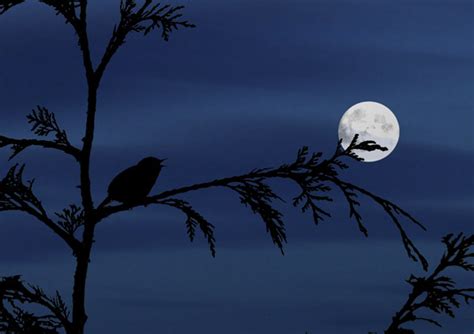 夜月的雪枭图片-雪枭与夜月素材-高清图片-摄影照片-寻图免费打包下载