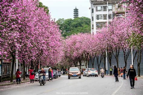 满城春色花正好 四月去柳州赏遍最美“紫荆” - 四季旅游 -中国天气网